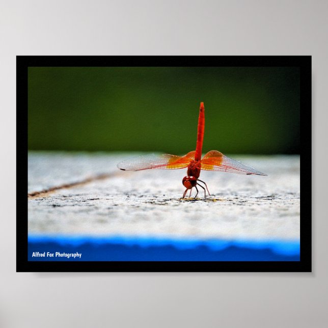 Orange-winged Dropwing Dragonfly Poster (Front)