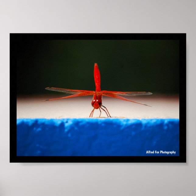 Orange-winged Dropwing Dragonfly Poster (Front)