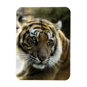 Orange with black stripes Bengal tiger photo Magnet