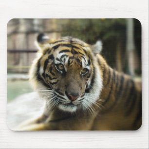 Orange with black stripes Bengal tiger photo Mouse Pad
