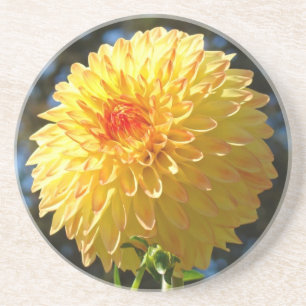 Orange Yellow Dahlia Flower sandstone Coaster