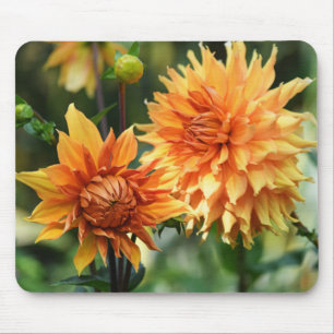 Orange & Yellow Dahlia Flowers at Wisley Gardens Mouse Pad