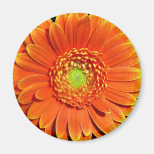 Orange Yellow Daisy Flower Magnet