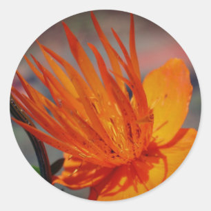 Orange Yellow Flower Classic Round Sticker