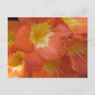 Orange & Yellow Flowers at Longwood Gardens, PA Postcard