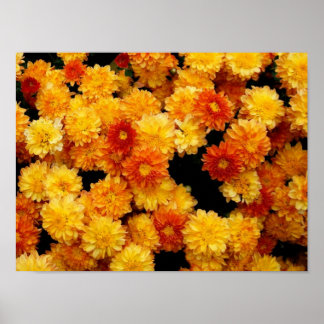 Orange Yellow Mums Poster