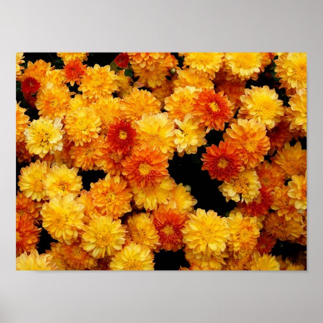 Orange Yellow Mums Poster (Front)
