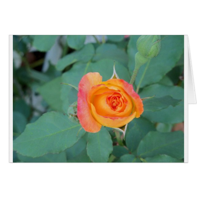 orange yellow rose flower (Front Horizontal)