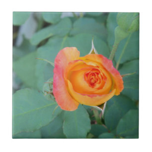 orange yellow rose flower tile