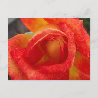 Orange & Yellow Rose Postcard