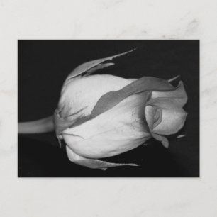 Orange-Yellow Rose Postcard