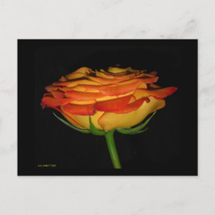 Orange/Yellow Rose Postcard