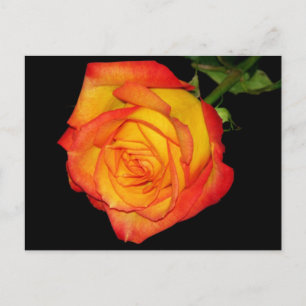 Orange-Yellow Rose Postcard