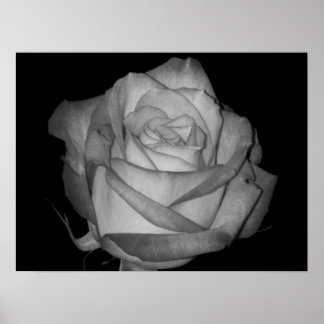 Orange-Yellow Rose Poster