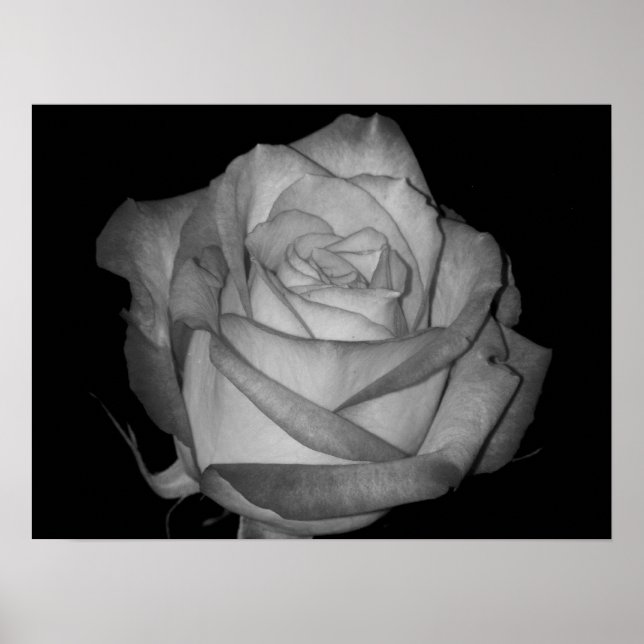 Orange-Yellow Rose Poster (Front)