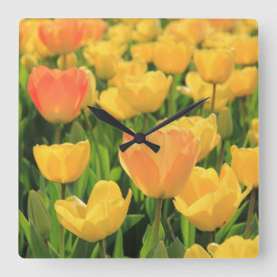 Orange yellow tulips by Thespringgarden Square Wall Clock