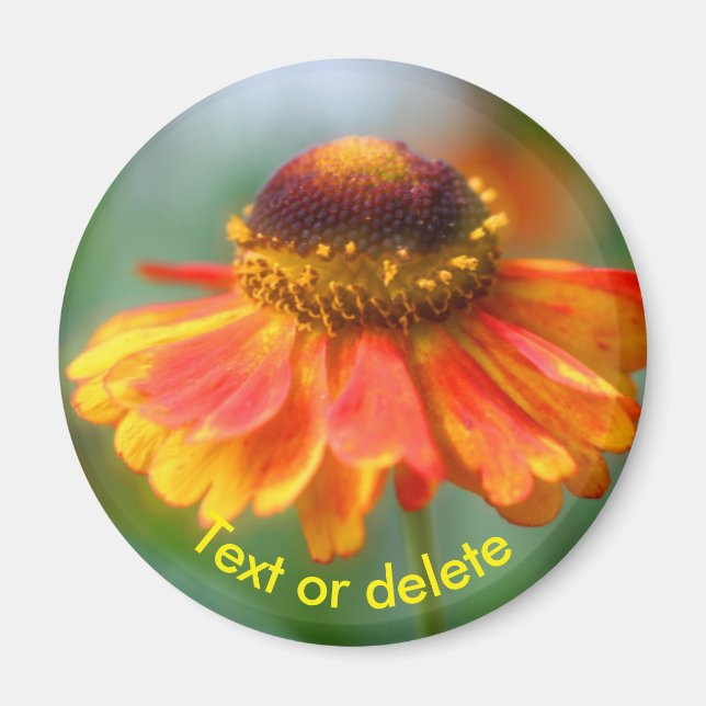 Orange Yellow Zinna Daisy Flower Personalized Magnet (Front)