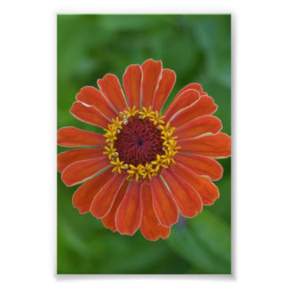 Orange Zinna flower blossom floral photography Photo Print