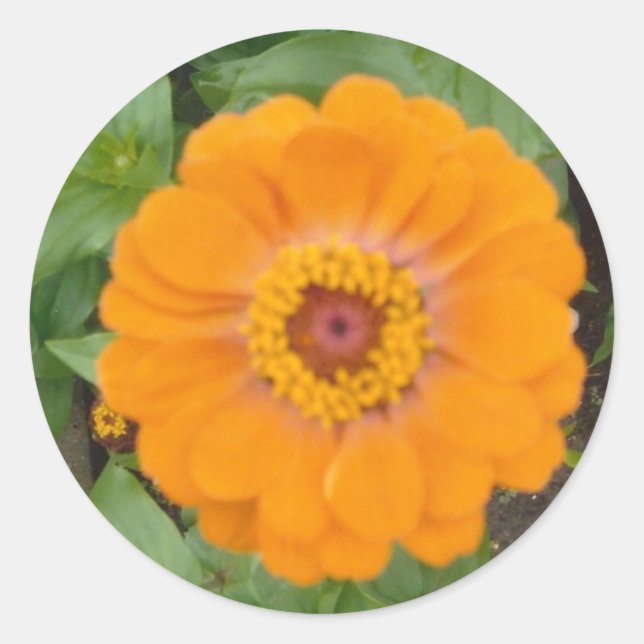 Orange Zinnia Classic Round Sticker (Front)