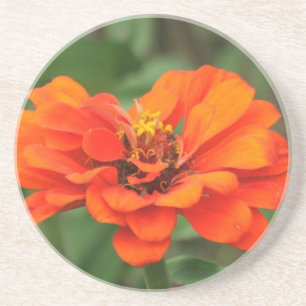 Orange Zinnia Coaster
