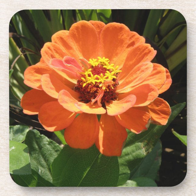 Orange Zinnia Cork Coaster (Front)