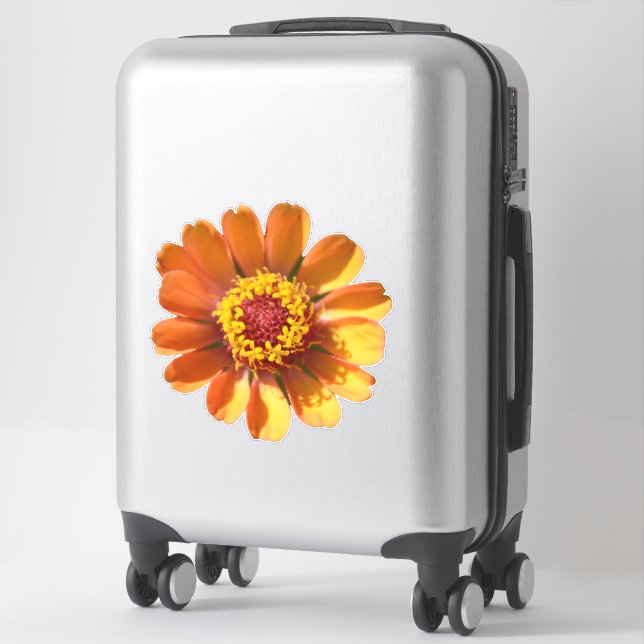 Orange zinnia flower close-up (Suitcase)