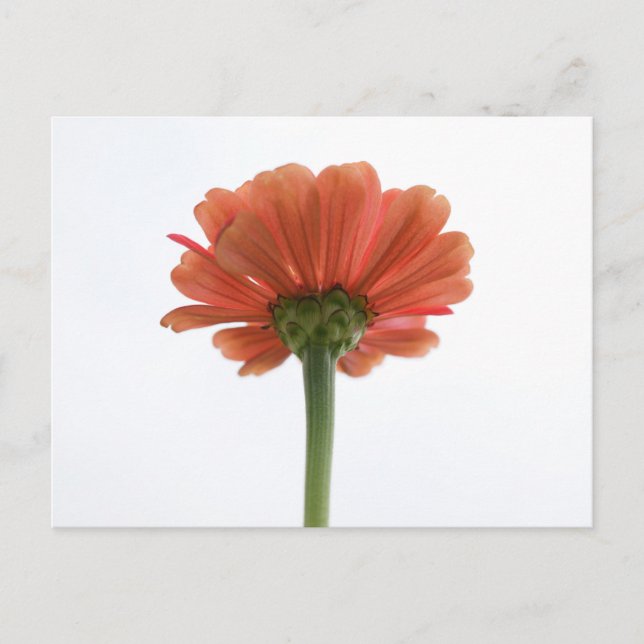 Orange Zinnia Flower Postcard (Front)