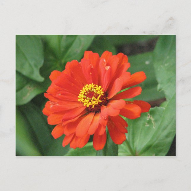 Orange Zinnia Flower Postcard (Front)