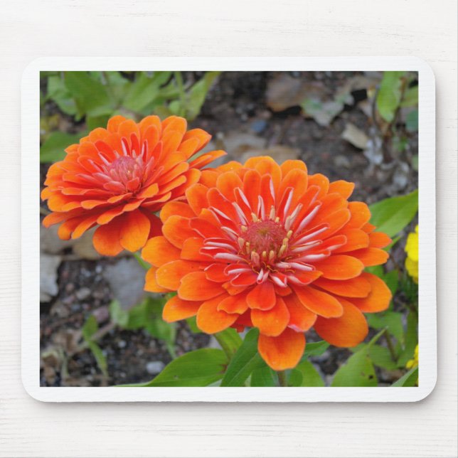 Orange Zinnia flowers Mouse Pad (Front)