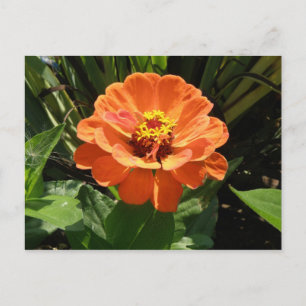 Orange Zinnia Postcard