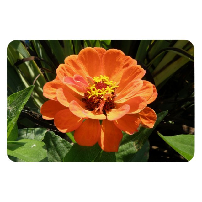 Orange Zinnia Premium Magnet (Horizontal)