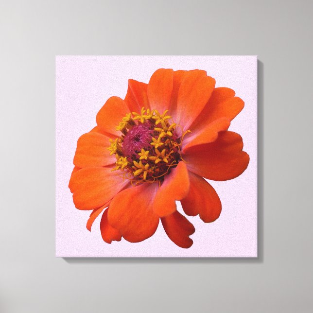 Orange Zinnia Wildflower Nature Floral Canvas Print (Front)