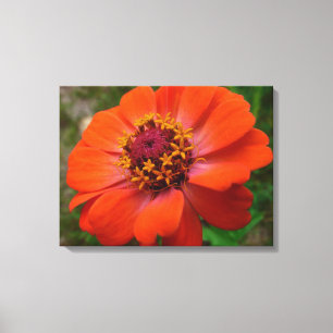 Orange Zinnia Wildflower Nature Floral Canvas Print