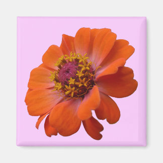 Orange Zinnia Wildflower Nature Floral Magnet