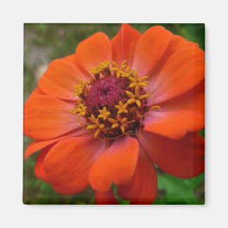 Orange Zinnia Wildflower Nature Floral Magnet