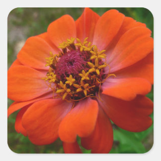 Orange Zinnia Wildflower Nature Floral Square Sticker
