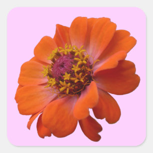 Orange Zinnia Wildflower Nature Floral Square Sticker