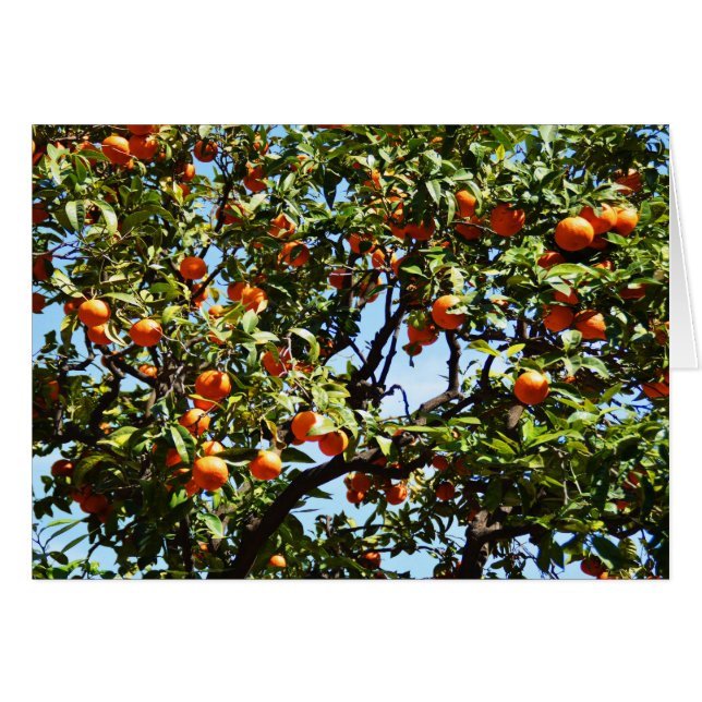 Oranges (Front Horizontal)