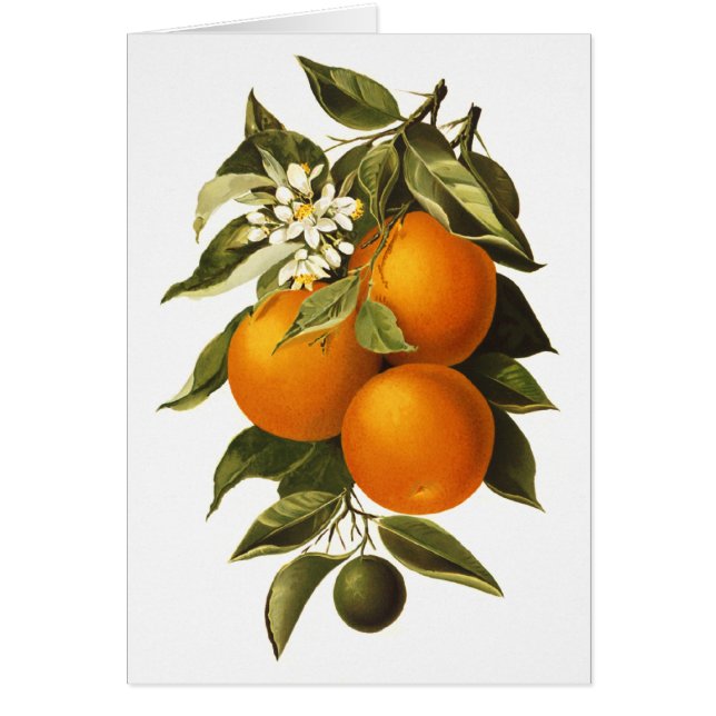 Oranges and Poppies (Front)