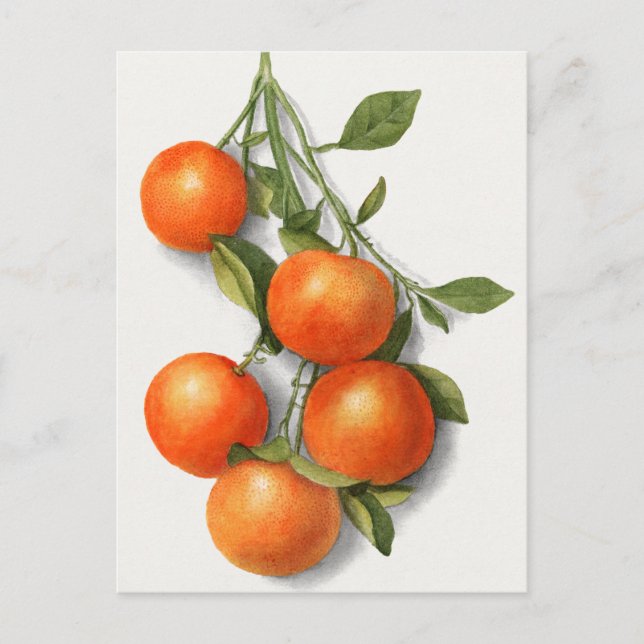 Oranges (Calamondian) Fruit Watercolor Painting Po Postcard (Front)