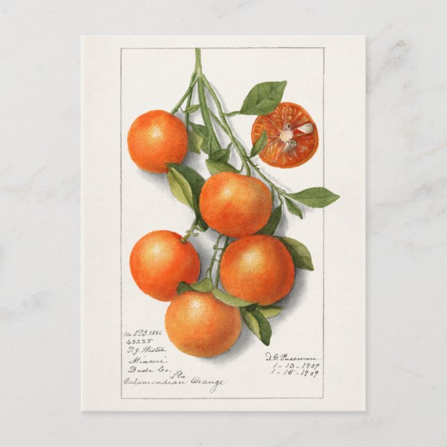 Oranges (Calamondian) Fruit Watercolor Painting Postcard (Front)