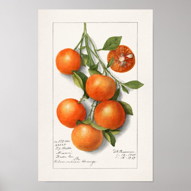Oranges (Calamondian) Fruit Watercolor Painting Poster (Front)