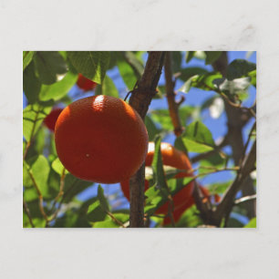 Oranges Fruit Trees Postcard