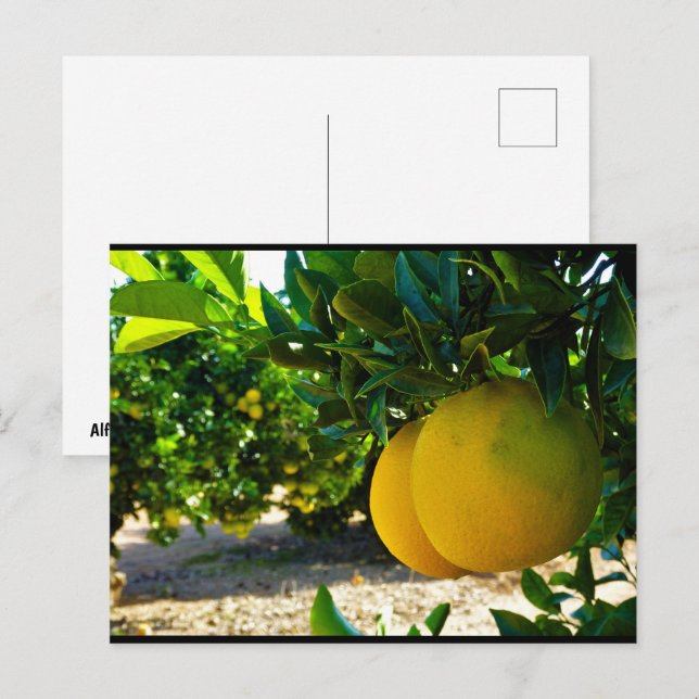 Oranges in Valencia Orange Grove Postcard (Front/Back)