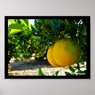 Oranges in Valencia Orange Grove Poster