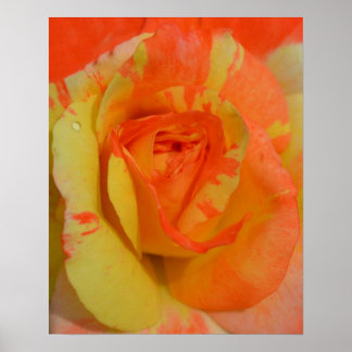 Oranges ‘n’ Lemons Rose close up Poster