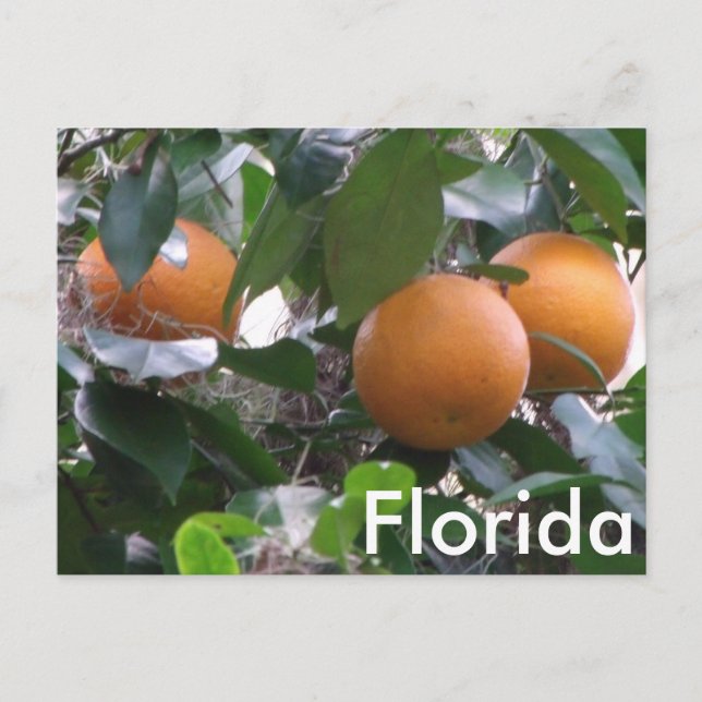 Oranges Photo Postcard (Front)