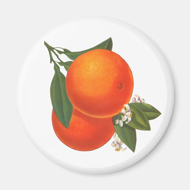 Oranges Vintage Crate Art Magnet (Front)