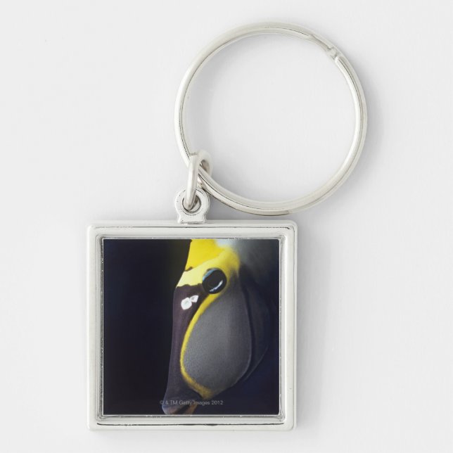 Orangespine Unicornfish, Naso lituratus Key Ring (Front)