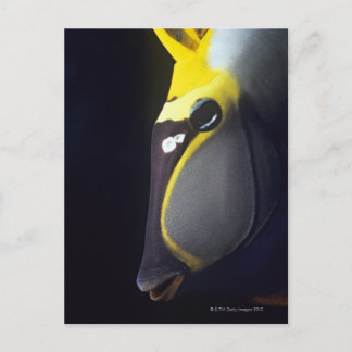 Orangespine Unicornfish, Naso lituratus Postcard